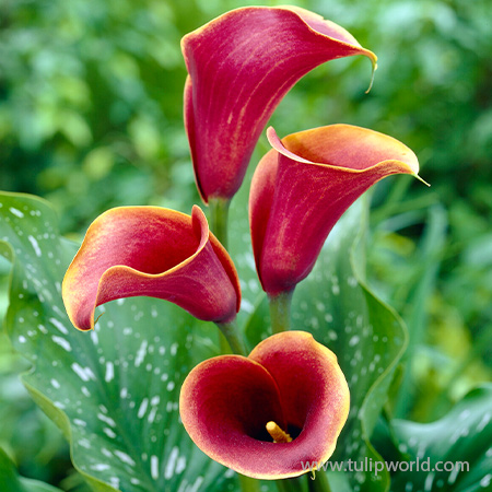 Purple Haze Calla Lily