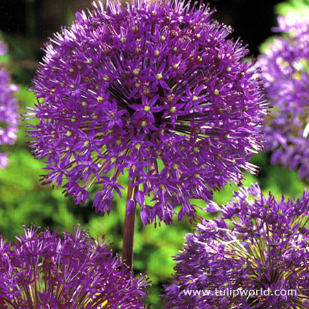 Purple Sensation Allium