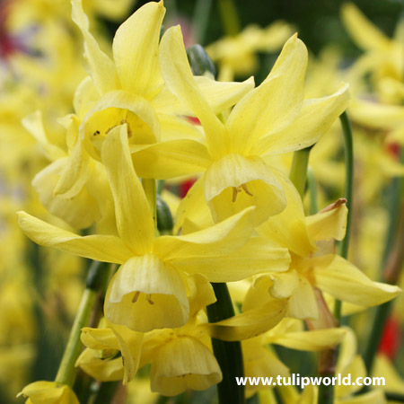 Quail Miniature Daffodil 