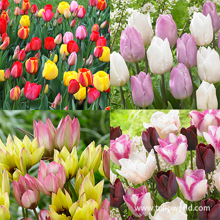 Rainbow of Mixed Tulips Collection