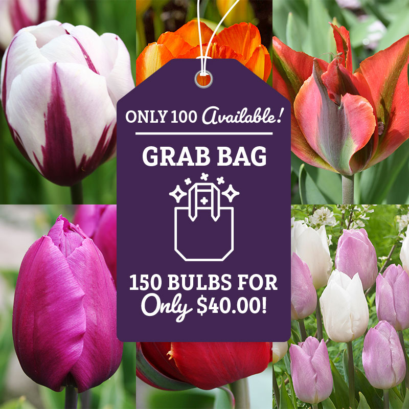 Rainbow of Tulips Grab Bag