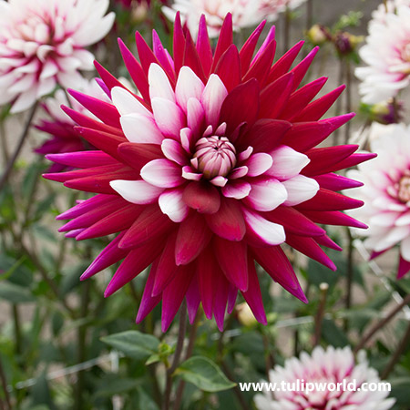 Rebeccas World Dahlia 