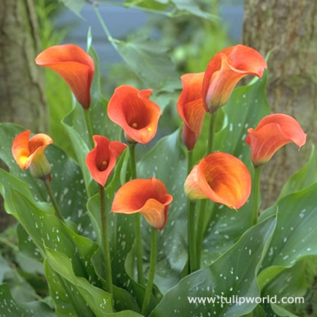 Red Alert Calla Lily 