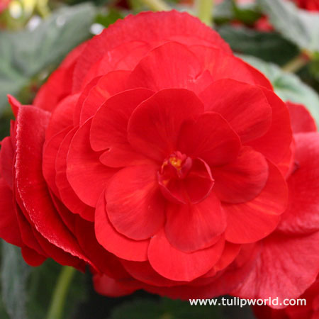 Red Double Begonia