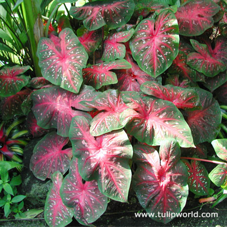 Red Flash Caladium 