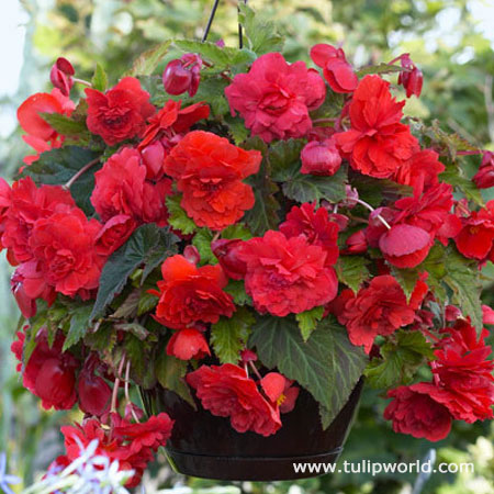 Red Hanging Basket Begonia 