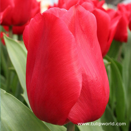 Red Impression Tulip Value Pack