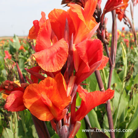 Red King Humbert Tall Canna