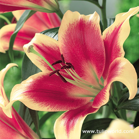 Red Morning Orienpet Lily 