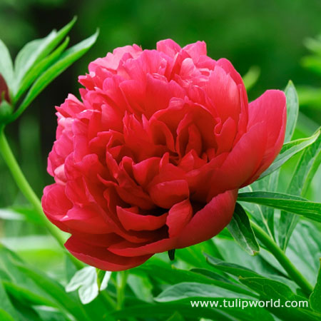 Red Peony 