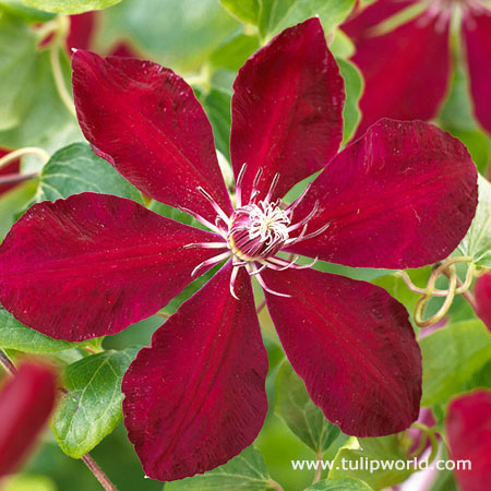 Regency Clematis Vine 