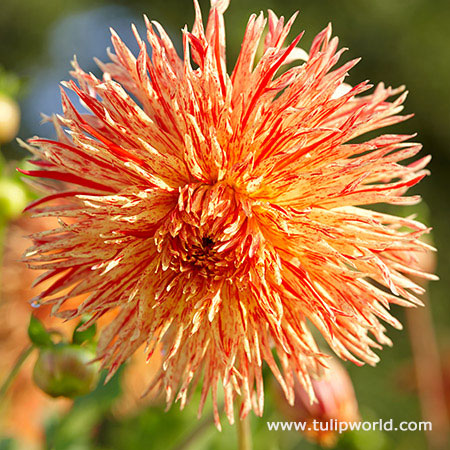 Reijmans Firecracker Dahlia 