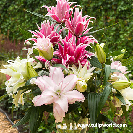 Roselily Double Oriental Lily Mix