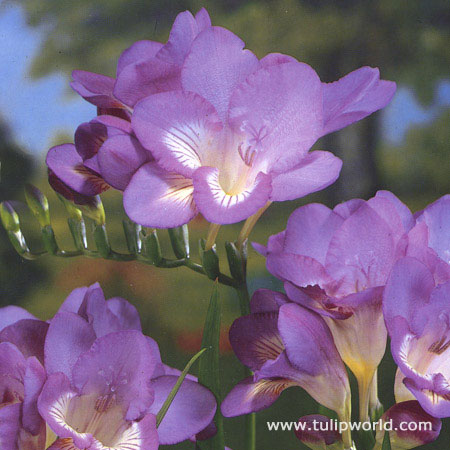 Royal Blue Freesia 