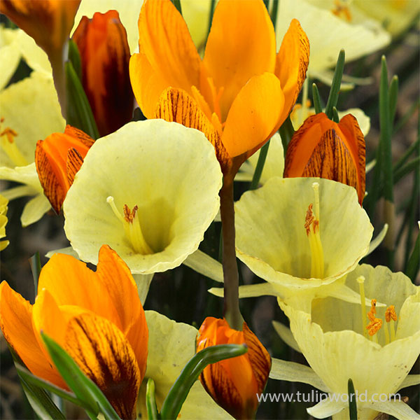 Royal Trumpets Daffodil & Crocus Mix