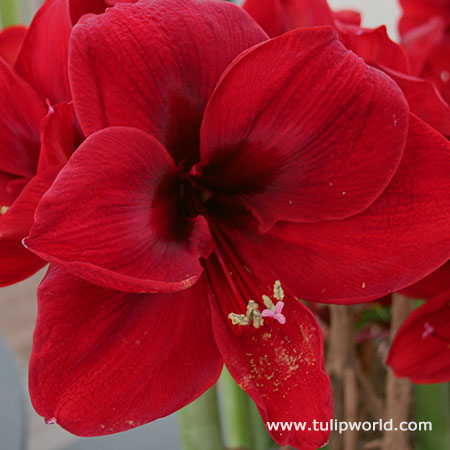 Royal Velvet Amaryllis 