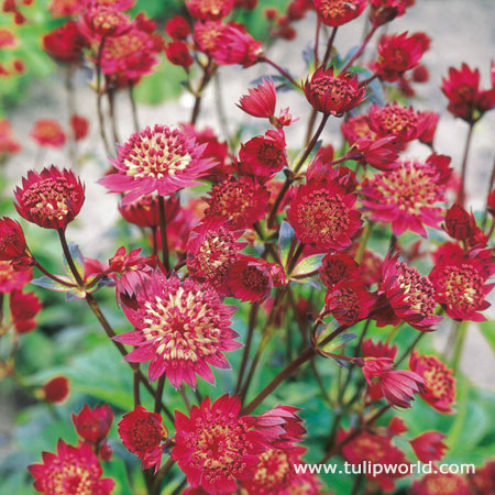 Ruby Cloud Astrantia (Masterwort) 