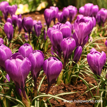 Ruby Giant Specie Crocus 