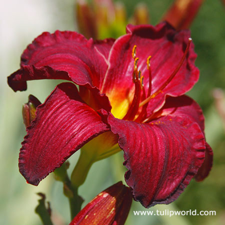 Ruby Stella Daylily 