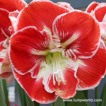 Samba Amaryllis 