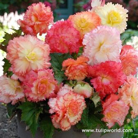 Samba Mixed Begonias 