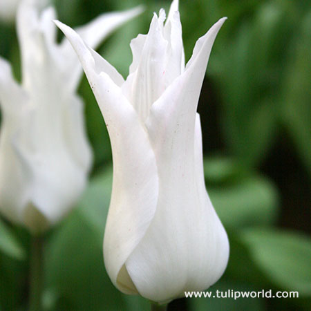 Sapporo Lily Tulip 