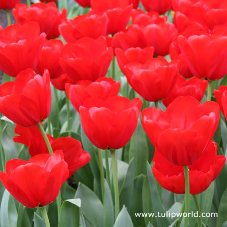 Seadov Red Bulk Tulips 500/crate 