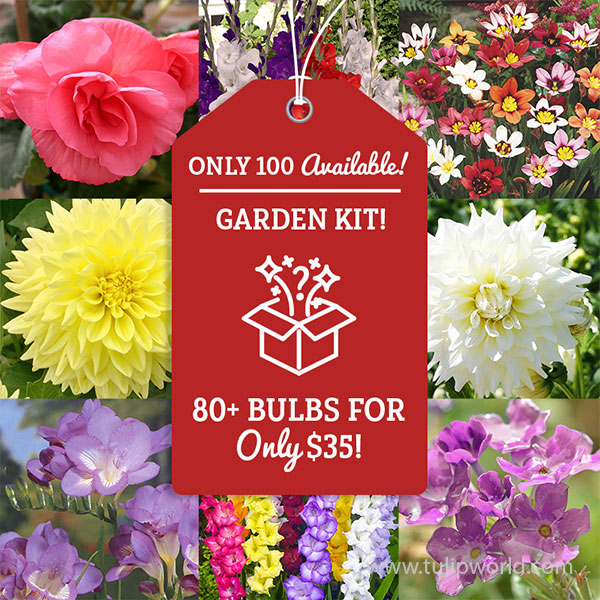 Season Long Blooming Garden Kit