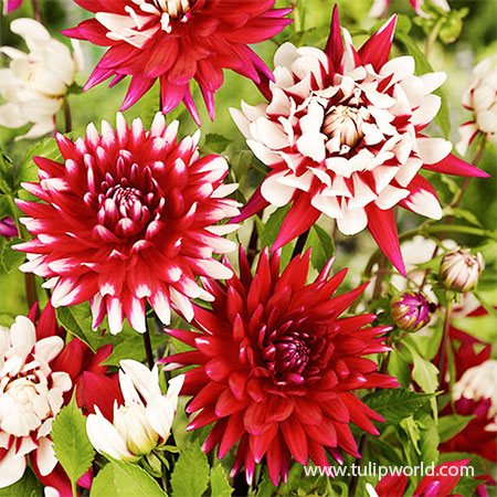of Dahlia Blend | Red | Decorative Dahlia Mixture