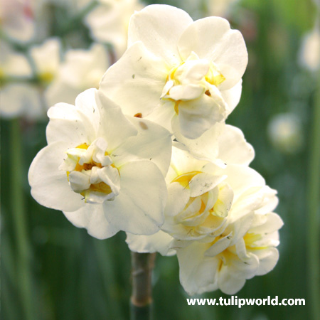 Sir Winston Churchill Narcissus