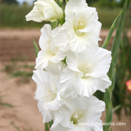 Solist Gladiolus 