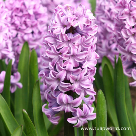 Splendid Cornelia Hyacinth