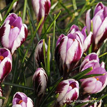 Spring Beauty Crocus 