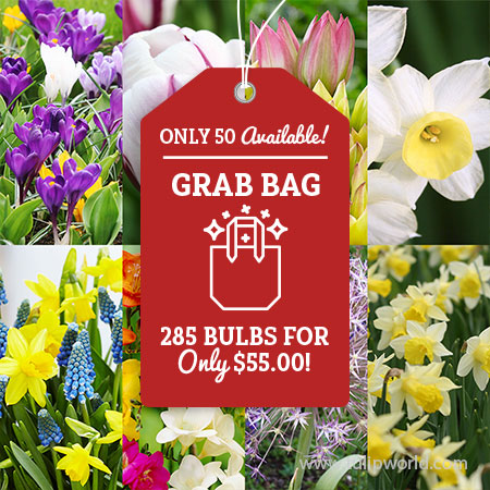 Spring Surprise of Blooms Grab Bag