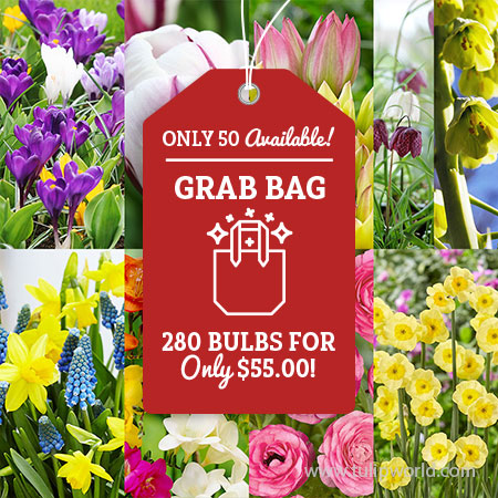 Spring Surprise of Blooms Grab Bag