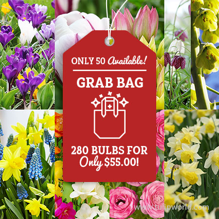 Spring Surprise of Blooms Grab Bag