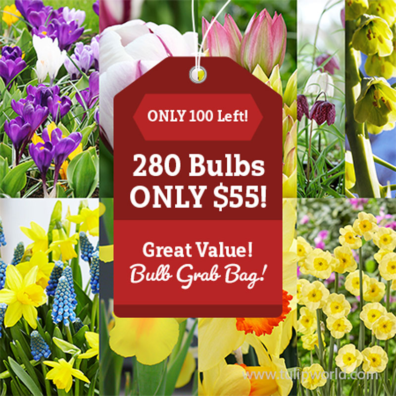 Spring Surprise of Blooms Grab Bag spring blooming flowers, fall planted bulbs, cheap flower bulbs, best deals on flower bulbs, buy flower bulbs online