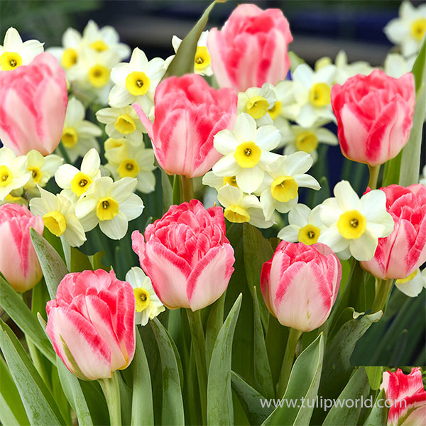 Springtime Smiles Tulip & Daffodil Mix