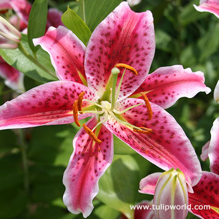 Stargazer Lily Jumbo Pack 