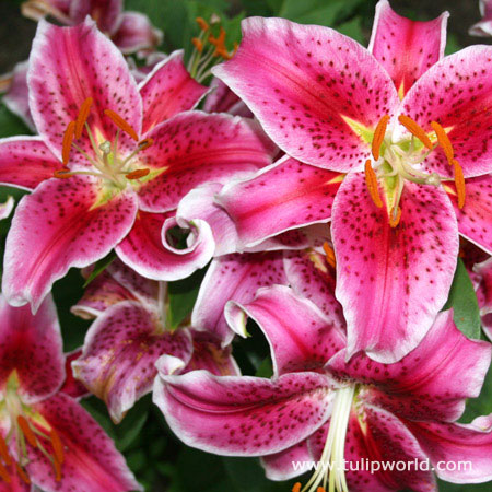 Stargazer Oriental Lily Value Pack 