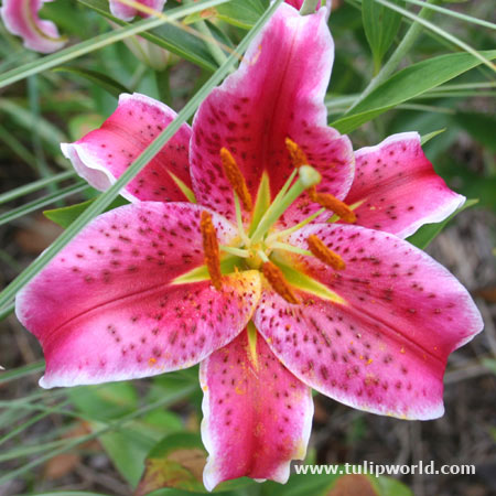 Stargazer Oriental Lily 