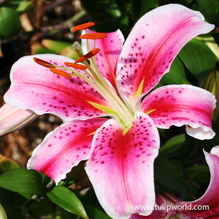 Oriental Lily Bulbs - Stargazer, Flower Bulbs