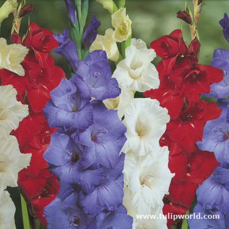 Stars & Stripes Forever Gladiolus Mix 