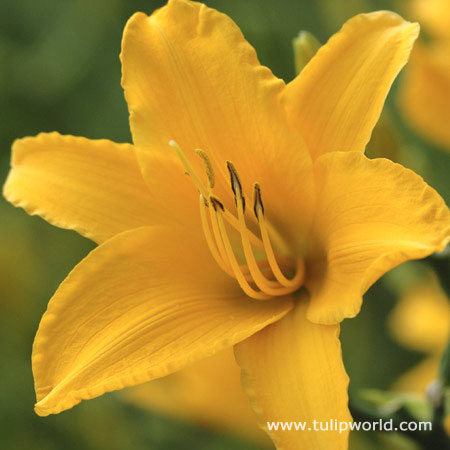 Stella Doro Daylily Super Pack 