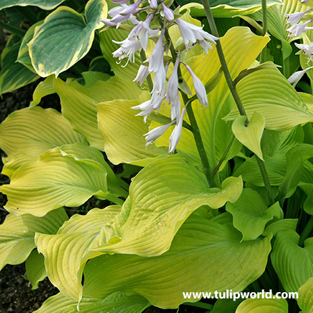 Sun Power Hosta 