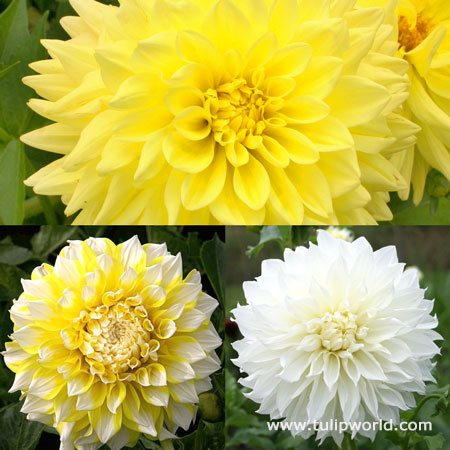 Sunny Side Up Dahlia Collection 