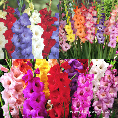 Supreme Gladiolus Collection