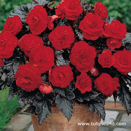 Switzerland Dark Leaf Red Begonia 