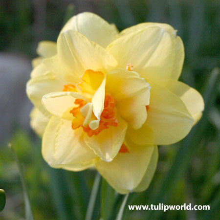 Tahiti Double Narcissi