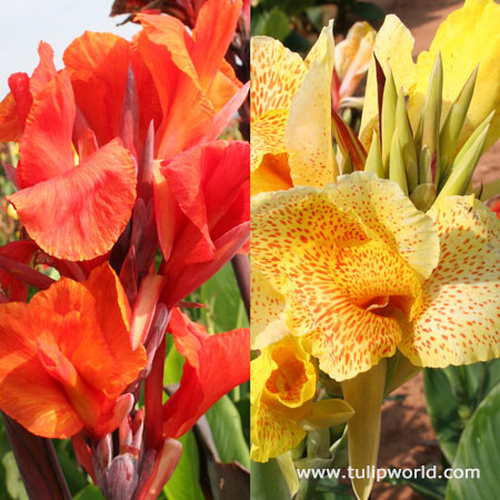 Tall Canna Lily Mix 